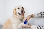 Pet Teezer - Dog Brush for Small Dogs - Blue - Image 4