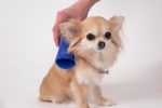 Pet Teezer - Dog Brush for Small Dogs - Blue - Image 3