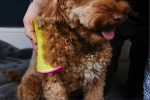 Pet Teezer - Detangling Dog Brush - Yellow & Pink - Image 4