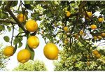 Citrus Deodorant By Weleda 100 Ml - Image 3