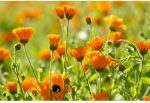 Calendula Face Cream 50ml - Image 2