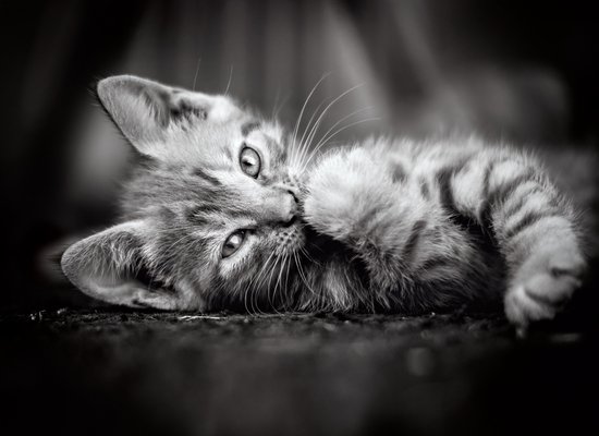 Clementoni Legpuzzel - High Quality Puzzel Collectie - Kitten - 1000 stukjes, puzzel volwassenen