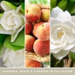 Yankee Candle - White Gardenia Signature Medium Jar - Image 3