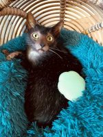 Pet Teezer - Cat Grooming Brush - Mint - Image 2