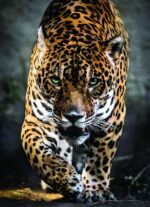 Clementoni - Puzzel 1000 Stukjes High Quality Collection - Walk of the Jaguar Puzzel Voor Volwassenen en Kinderen, 14-99 jaar, 39326 - Image 2