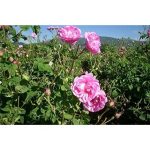 Matarrania Gentle Rose Tonic 100% Organic 100 Ml - Image 3
