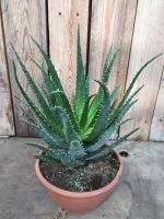 Aloe Vera (in schaal) - Image 2