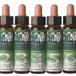 Artesania Plantis 30 Castaño Dulce 10ml