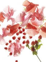 Bvlgari - Eau de toilette - Omnia Coral - 65 ml - Image 16