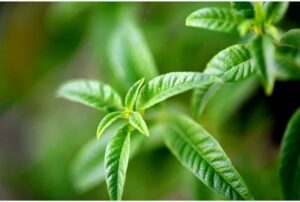 Shower Gel ( Verbena ) - Fresh Shower Gel 250ml - Image 3