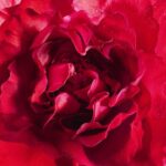 Guerlain Mon Bloom Of Rose Eau De Parfum Spray 100 ml for Women - Image 4