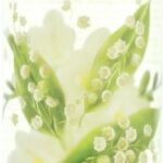 Yardley Lily of the Valley Duschgel 250ml