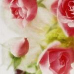 Yardley English Rose - 50ml - Eau de toilette