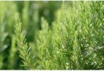 Weleda Rosemary Activating Bath Bath Milk   200ml - Image 3
