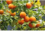 Shower Cream And Shampoo 2 In 1 Happy Orange 150 Ml 150ml - Image 2
