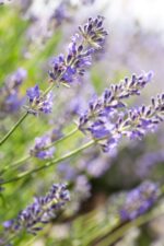 Soothing Lavender Bath 200ml - Image 2